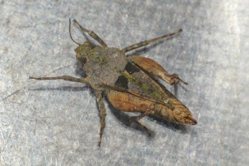 Réf. 286 203 : Tetrix tenuicornis